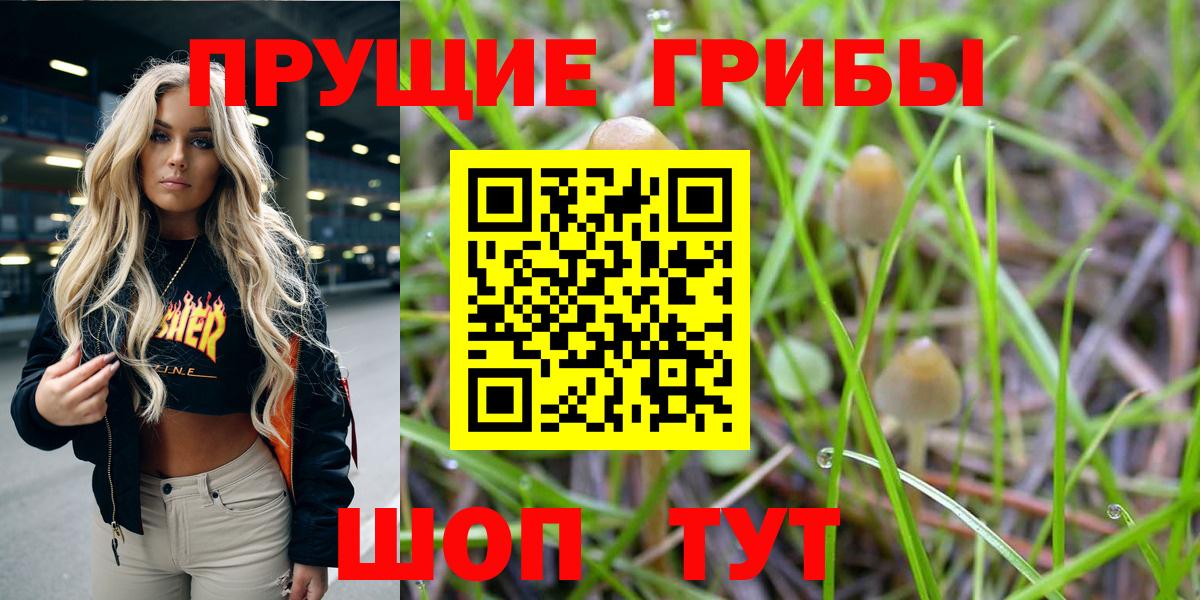 Галлюциногенные грибы Psilocybe  купить  цена  Будённовск  Вход с VPN 